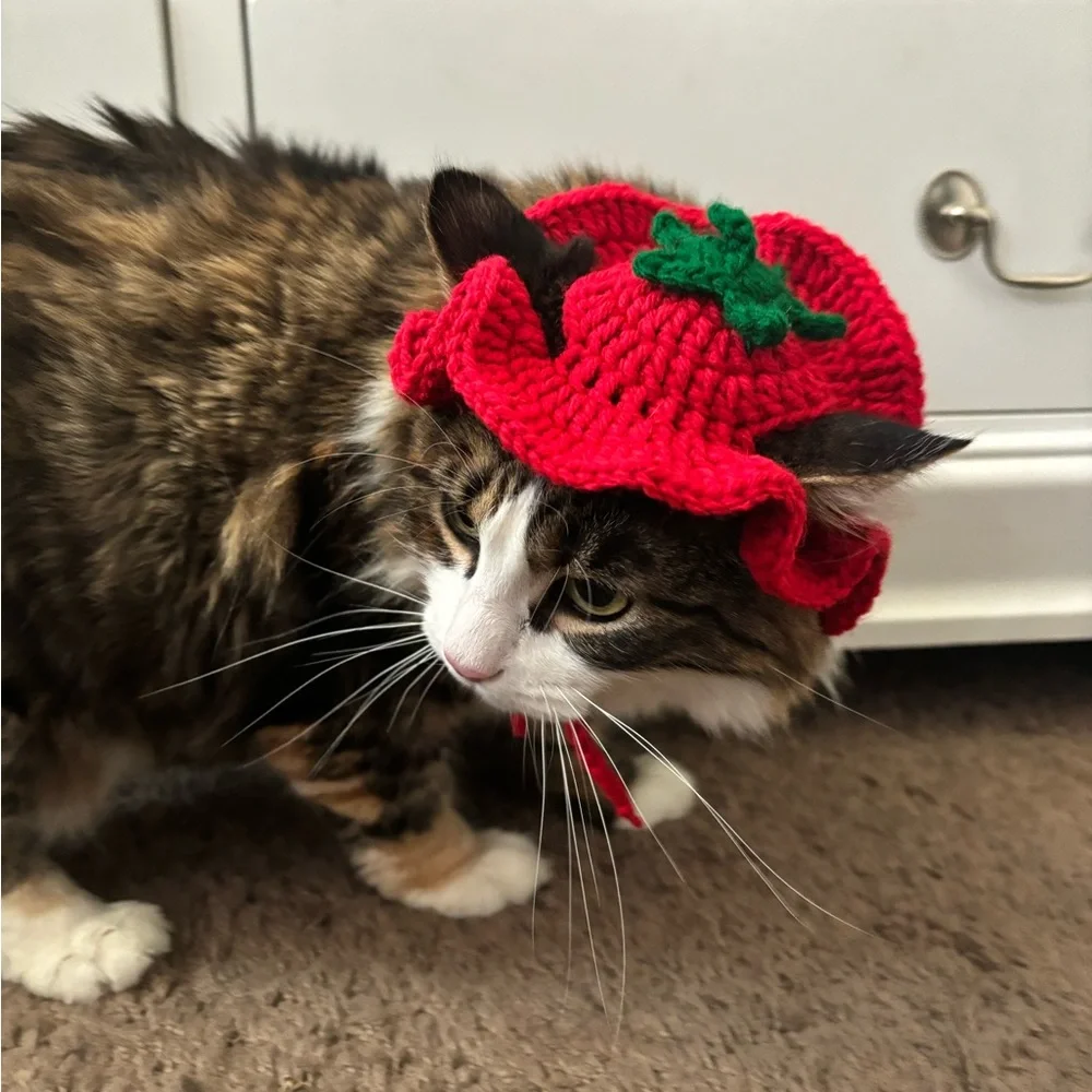 Crochet hat for cat 🍅 🐈